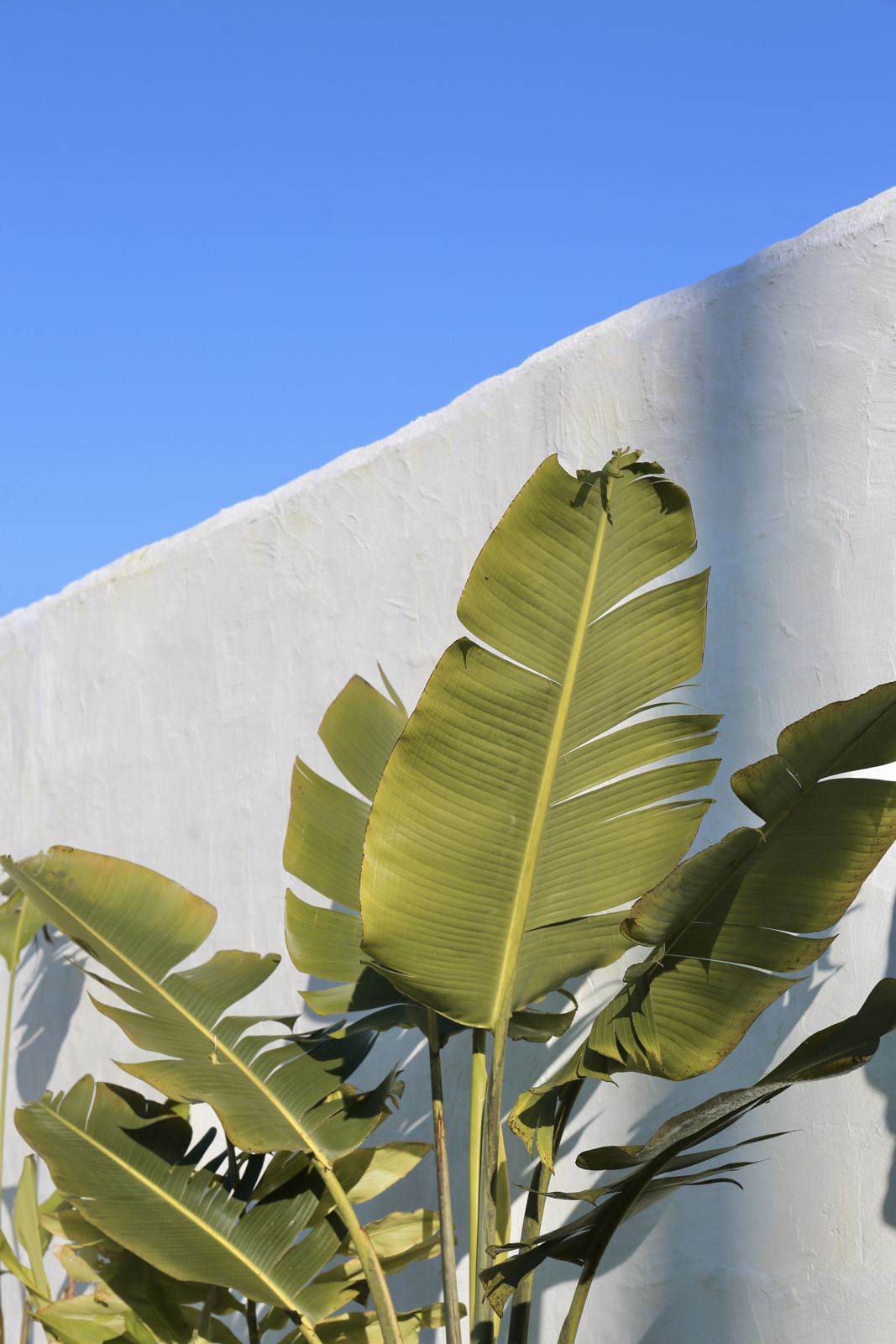 Folhas de bananeira contra o muro branco